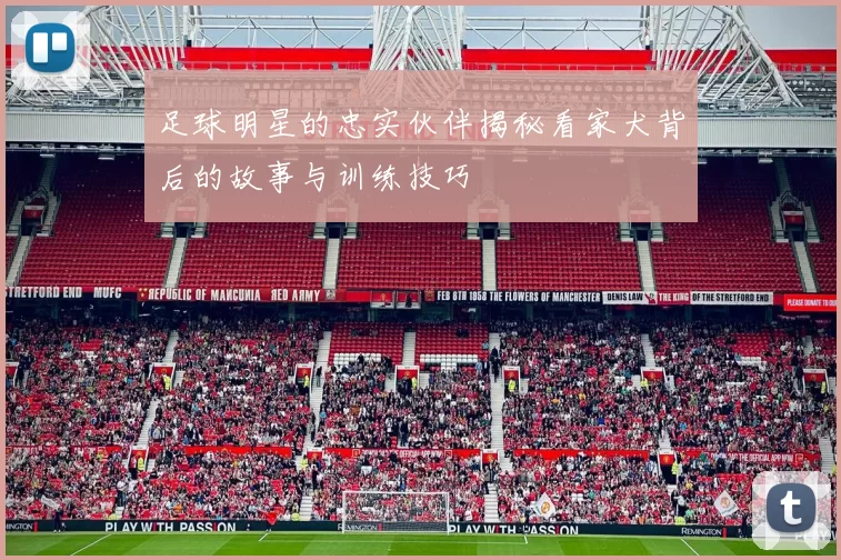足球明星的忠实伙伴揭秘看家犬背后的故事与训练技巧